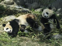 El oso panda gigante es una especie en peligro de extinción que encabeza la lista de animales protegidos en China. AP /