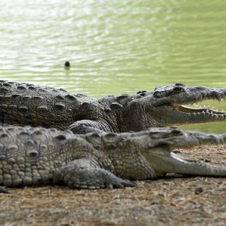 Capturan a seis cocodrilos en zonas residenciales de México