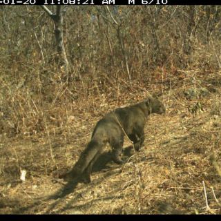 Especies de Jalisco al descubierto con e-Mammal
