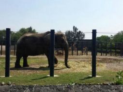 Entra los animales asegurados hay 223 mamíferos, 181 aves y 19 reptiles. TWITTER / @PROFEPA_Mx