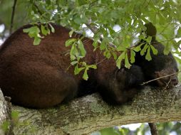 El animal vagó de árbol en árbol buscando una casa nueva en Marksville. AP / G. Herbert