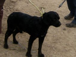 Es importante la higiene en casa y mascotas para evitar que se produzcan parásitos. NTX / ARCHIVO