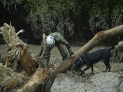 Socorristas hicieron barridos con perros con la esperanza de hallar sobrevivientes. AFP / R. Arboleda