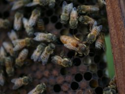 El periódico Daily News dijo que miel goteaba del enorme panal mientas era sacado pedazo a pedazo. AFP / J. Raedle
