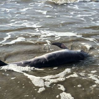 Derrame en el Golfo provocó muerte de delfines