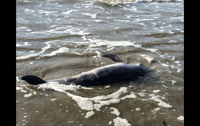 El nuevo estudio demuestra que los delfines sufrían lesiones pulmonares y suprarrenales por nadar en aguas contaminadas. AP / ARCHIVO