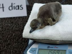 El polluelo pesa 157 gramos y es alimentado de manera natural por sus padres, quienes se turnan para proveerle alimento. TWITTER / @GobiernoVer