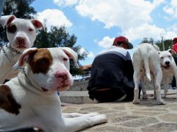 Este sitio brinda atención personalizada a las familias para que puedan despedirse de sus 'compañeros de vida'. EL INFORMADOR / ARCHIVO