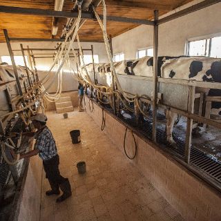 Productores de leche demandan prioridad en aranceles