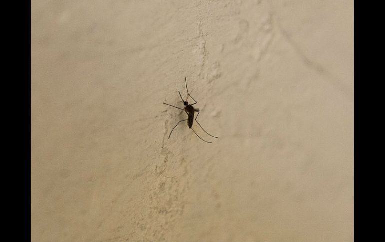 En días pasados, se entregó a la Cofepris el último estudio para la eventual autorización del fármaco contra el dengue. EL INFORMADOR / ARCHIVO