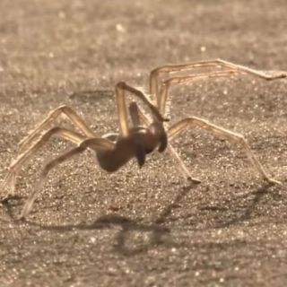 Araña acróbata, entre especies top 10 de 2014