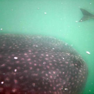 Descubren un mundo de biodiversidad en diminutas criaturas oceánicas