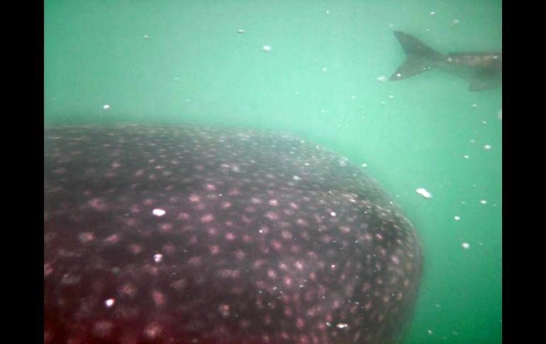 Científicos identifican cinco mil poblaciones virales en las capas superiores de los océanos del mundo. NTX / ARCHIVO