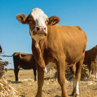 Agricultura: la Ley Cool no será demandada