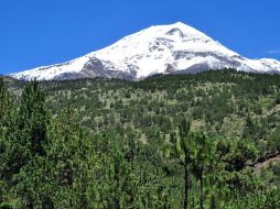 La madera del ocote se emplea para combustible y carbón. NTX / ARCHIVO
