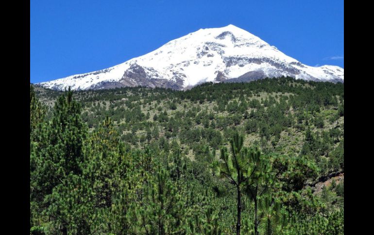 La madera del ocote se emplea para combustible y carbón. NTX / ARCHIVO