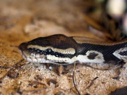 Entre las especies que abundan en la región están la víbora Nauyaca y Cuatro Narices. NTX / ARCHIVO