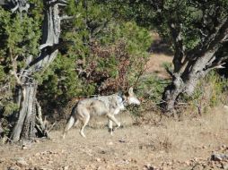 Hay 49 especies extintas en territorio nacional, entre ellas el lobo mexicano. NTX / ARCHIVO