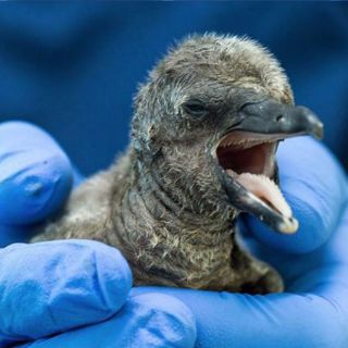 Pingüino nacido en Veracruz recibe cuidados especiales