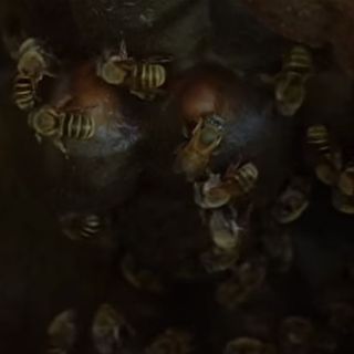 Impulso al rescate de la abeja Melipona en Quintana Roo