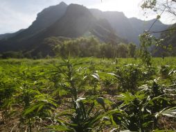 Todas las plantas fueron dispuestas a disposición del Ministerio Público Federal. EL INFORMADOR / ARCHIVO