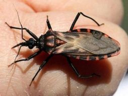 En caso de ser picado por una de estas chinches, se debe acudir al centro de salud más cercano. NTX / ARCHIVO