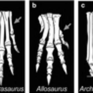Científicos crean pollos con patas de dinosaurio