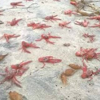 Aparecen miles de langostas de mar en Playas de Tijuana