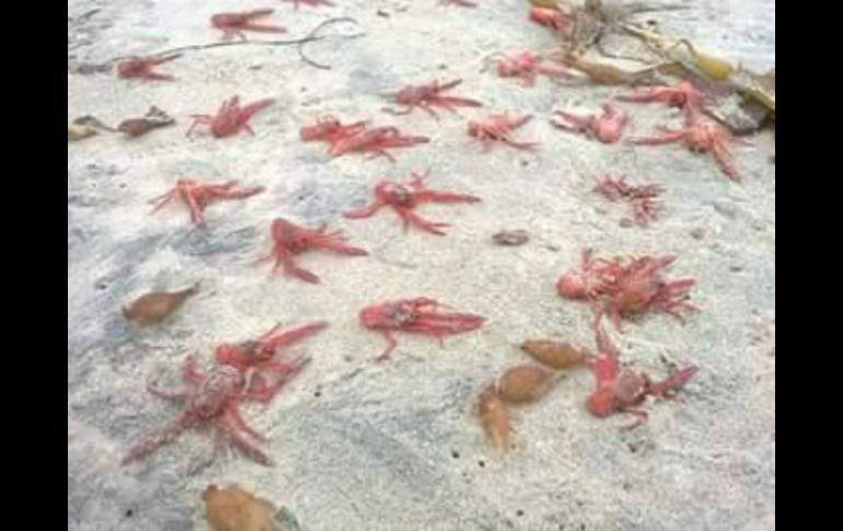 Esta especie es codiciada en el mercado de la gastronomía por lo que se montó un operativo de vigilancia para evitar el saqueo. FACEBOOK / Policía Tijuana