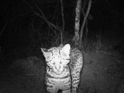 Un ocelote, uno de los animales captados que se muestra en la exposición fotográfica 'Mamíferos de Jalisco'. ESPECIAL / Cultura Guadalajara