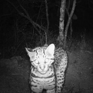 Inauguran la exposición 'Mamíferos de Jalisco' en el Museo de Paleontología