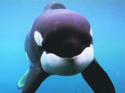 Keiko se convirtió en una estrella gracias a la película 'Liberen a Willy', aunque posteriormente se supo poco sobre su destino. ESPECIAL /