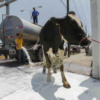Pese a protestas de lecheros, Liconsa no ampliará compra del producto