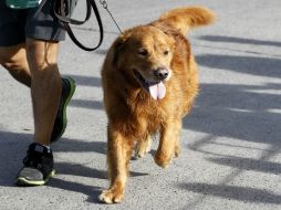 Las caminatas son un espacio idóneo para hacer nuevas amistades y convivir en familia. EL INFORMADOR / ARCHIVO