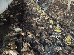 Según los propietarios, las aves estaban valuadas en siete millones de pesos. ESPECIAL /