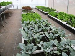 En Guadalajara, se han generado con éxito 10 unidades de cultivo en los meses recientes, además de que hay nuevos proyectos. EL INFORMADOR / ARCHIVO