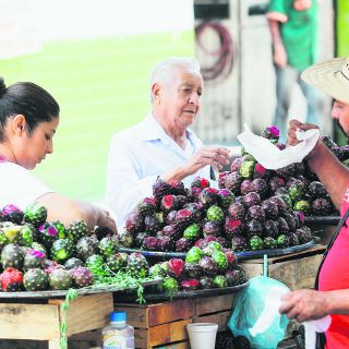 Productores registrarán como marca la pitaya de Techaluta