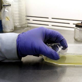 Alumna veracruzana viaja a Dinamarca por olimpiadas de biología