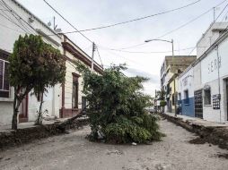La lluvia de este viernes provocó la caída de tres árboles por la calle Prisciliano Sánchez. EL INFORMADOR / R. Tamayo