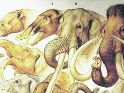 Legado. Un reatrato de familia. EL INFORMADOR / P. Fernández