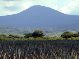 Con la certificación del tequila orgánico buscan combatir el mercado de bebidas apócrifas. EL INFORMADOR / ARCHIVO