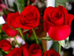 La fiesta de las madres es el momento del año en el que se regalan más flores, por delante de Saint-Valentin o Navidades. EL INFORMADOR / ARCHIVO