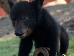 Las condiciones climáticas son un factor para que los osos deambulen, debido a que las sequías han provocado falta de alimento y agua. EL INFORMADOR / ARCHIVO