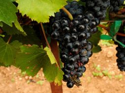 Un experto asegura que el clima semidesértico de la región es propicio para el cultivo de la uva, pese a la época de lluvias. EL INFORMADOR / ARCHIVO