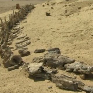 Descubren fósiles de ballenas de hace 40 millones de años