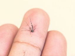 CONTAGIO. El mosco Aedes Aegypti es el que transmite el chikungunya y el dengue. EL INFORMADOR /