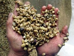 Productos vegetales como el café, alcanzaron los 124 MDD. NTX / ARCHIVO