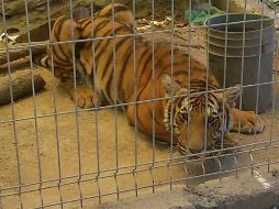 Elementos de seguridad patrullan la zona en San Esteban donde desapareció el tigre. ESPECIAL /