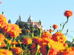 Los productores de Cempasúchil cosechan en sus tierras la flor que se utiliza para adornar los altares. NTX / ARCHIVO