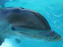 La venta de estos animales es lo que realmente sustenta la pesca de estos cetáceos en Taiji. NTX / ARCHIVO